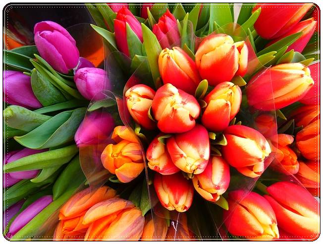 Изображение - Поздравление молодой женщины с днем рождения tulips-525